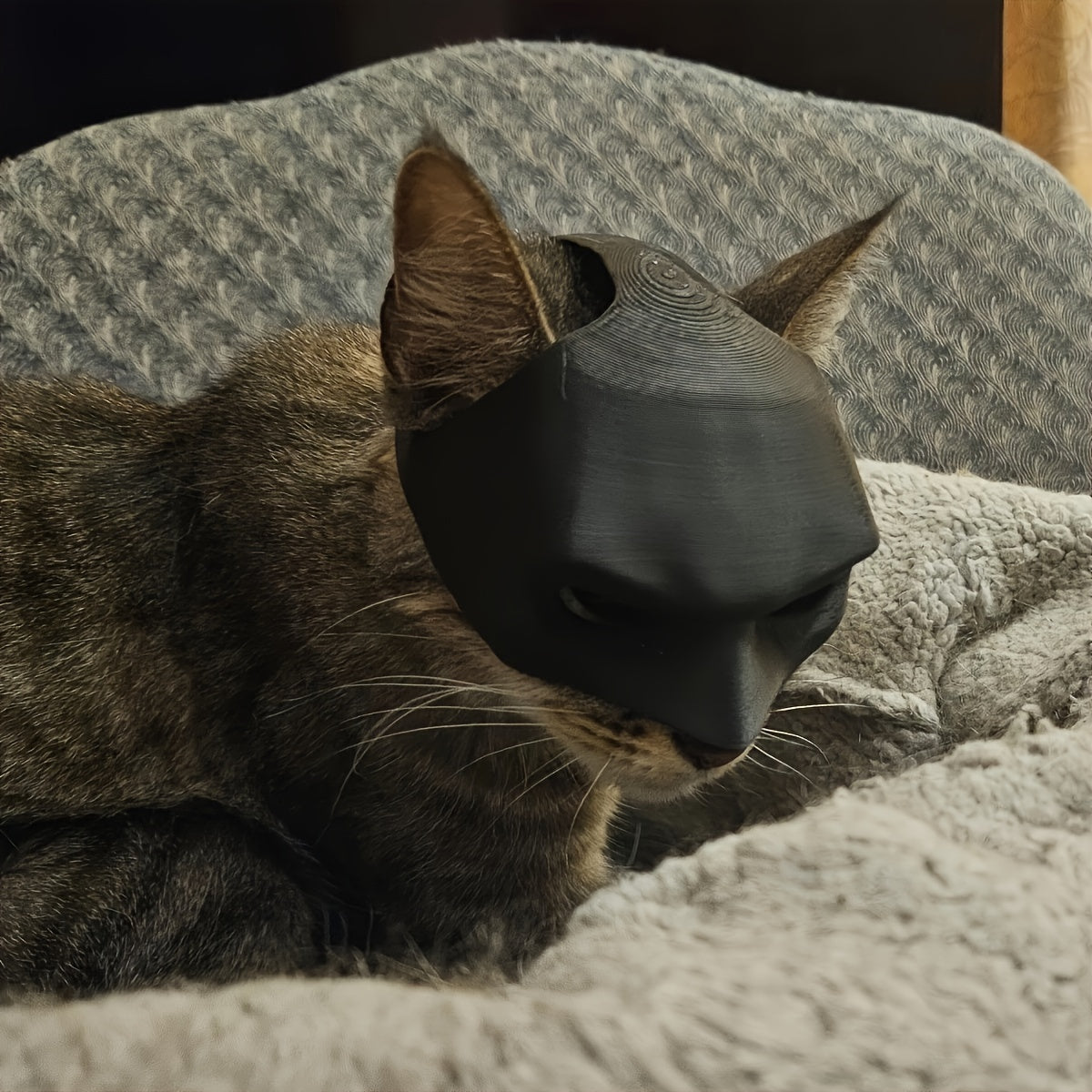 Cat wearing a black sleep mask on a soft surface