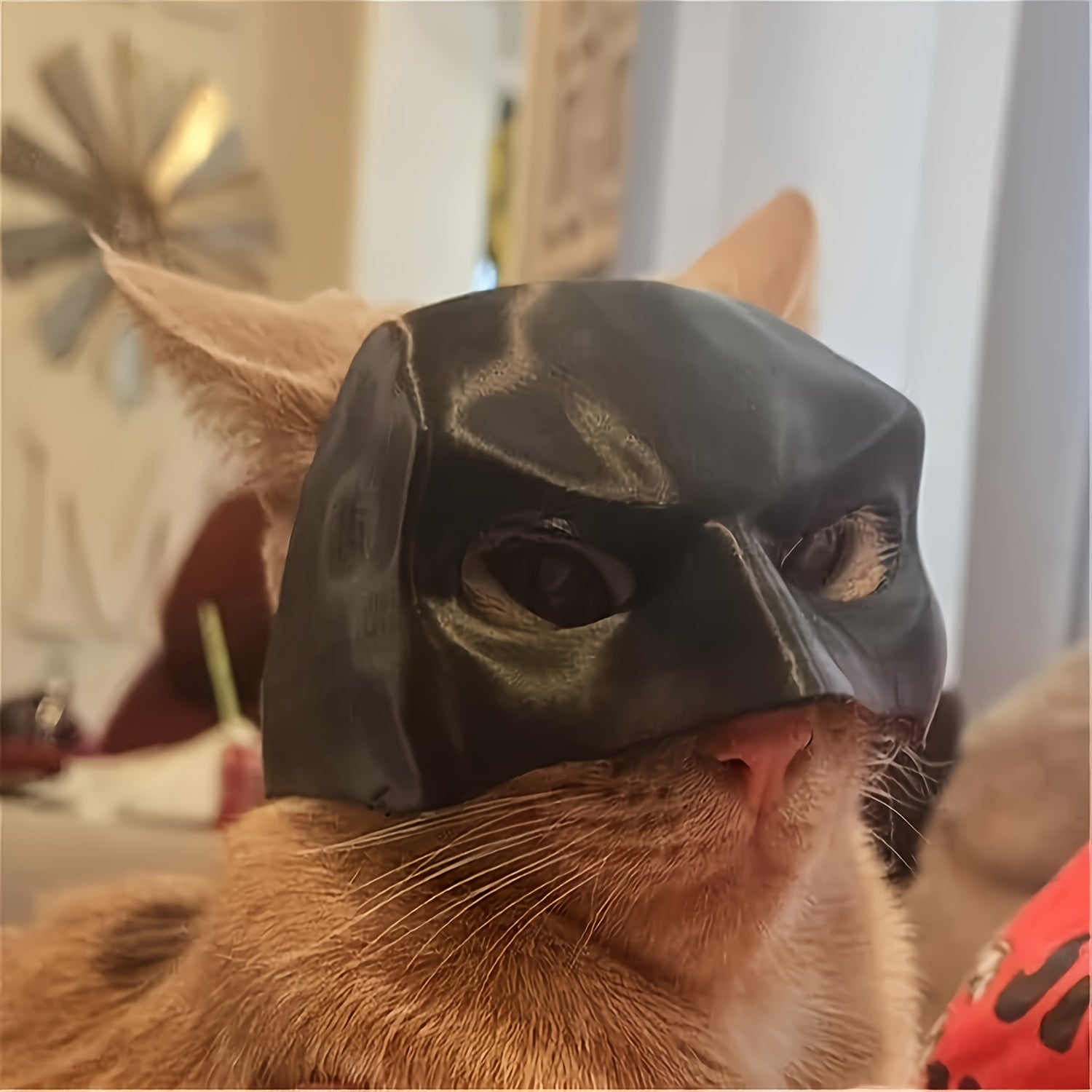 Cat wearing a black mask with a blurred background