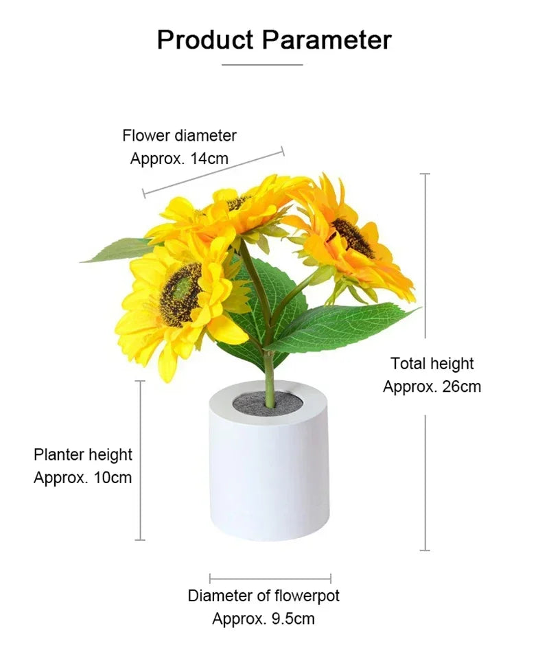 Sunflower plant with measurements on a white background