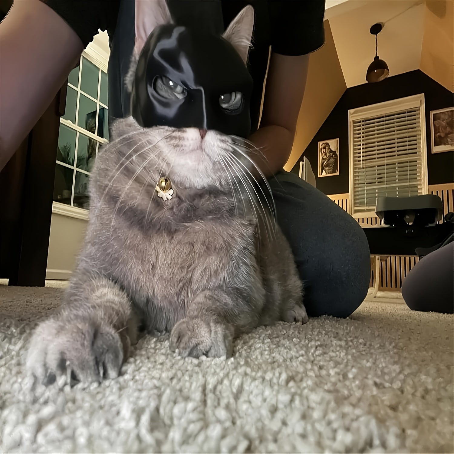 Gray cat wearing a black mask sitting on a carpeted floor.
