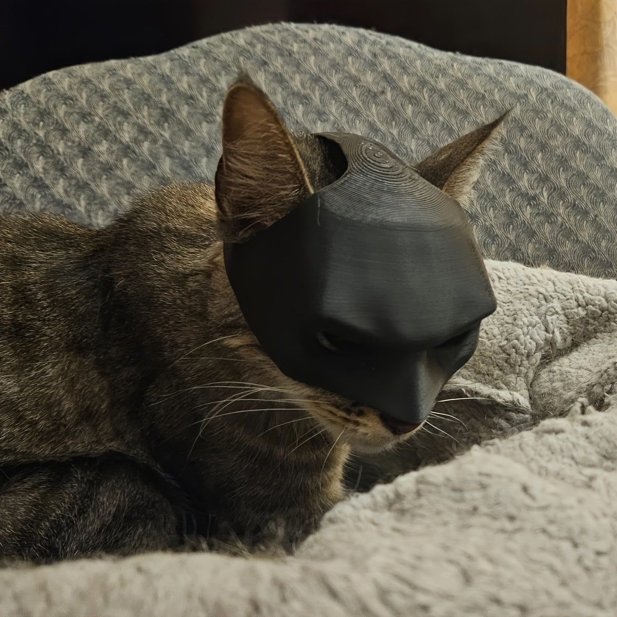 Cat wearing a black mask on a textured surface