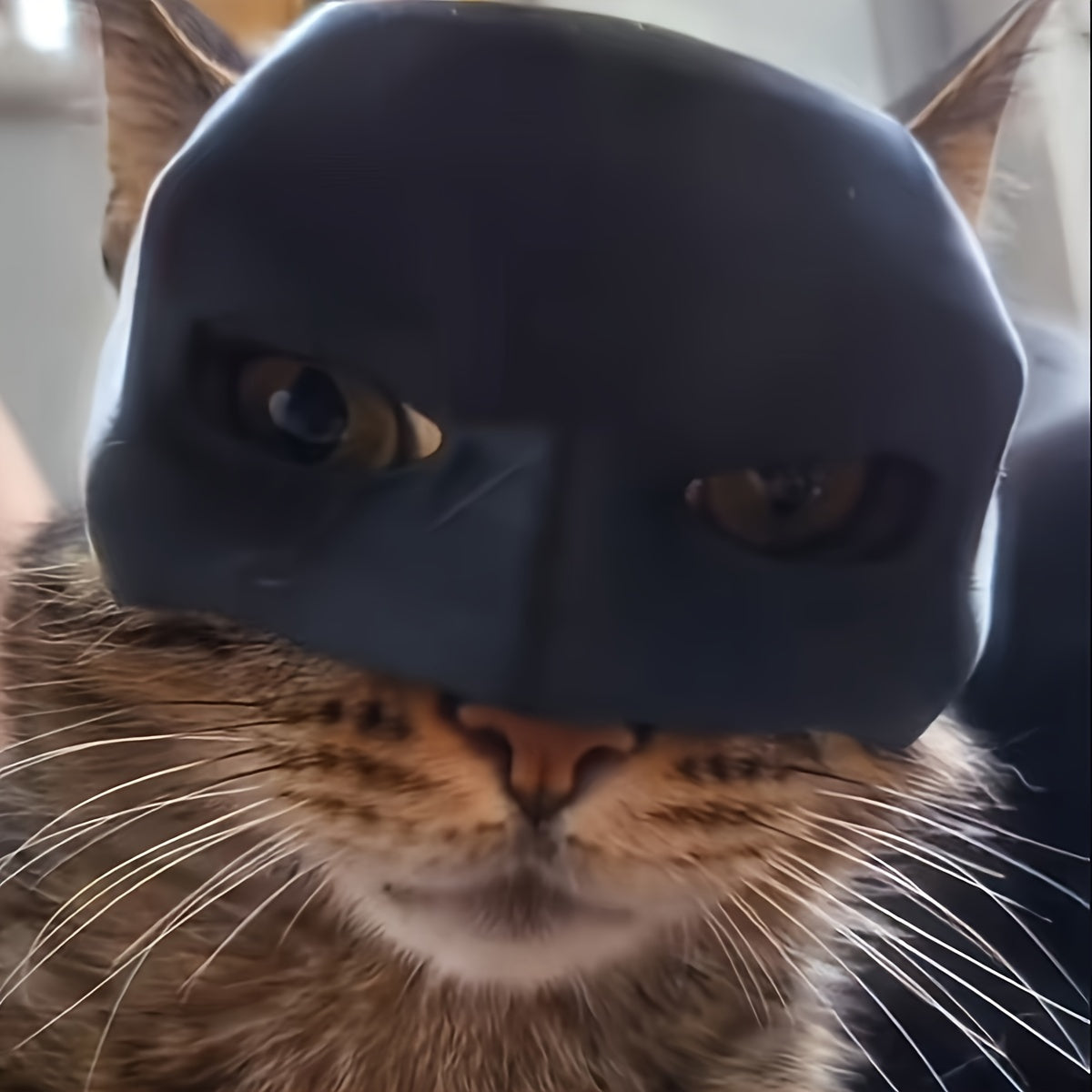 Cat wearing a blue rubber duck mask